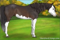 Horse Color:Buckskin Splash 