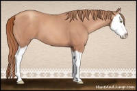 Horse Color:Gold Champagne Splash 