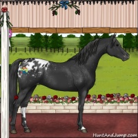Horse Color:Black Appaloosa Rabicano 