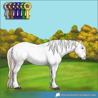 Horse Color:White Spotted Silver Bay Chinchilla Sabino Appaloosa Rabicano  and White Spotted Amber Champagne Frame Appaloosa Rabicano 