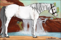 Horse Color:White Spotted Bay Snowcap Rabicano  and White Spotted Bay Splash Snowcap Rabicano 