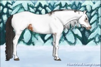 Horse Color:White Spotted Bay Frame Appaloosa Rabicano  and White Spotted Brown Frame Appaloosa Rabicano 