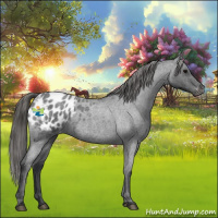 Horse Color:Blue Roan Appaloosa 