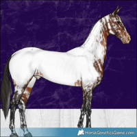 Horse Color:Bay Appaloosa Rabicano and Gray Bay Appaloosa Rabicano