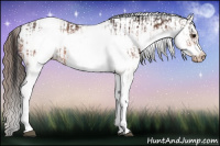 Horse Color:White Spotted Bay Frame Appaloosa Rabicano  and White Spotted Bay Frame Appaloosa Rabicano 