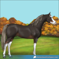 Horse Color:Liver Chestnut Splash 