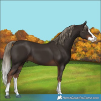 Horse Color:Liver Chestnut Splash 
