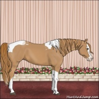 Horse Color:Chestnut Splash Tobiano