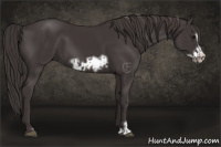 Horse Color:Smoky Black Frame  and Smoky Black Frame 
