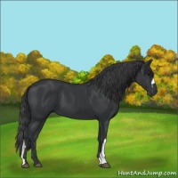 Horse Color:Black 