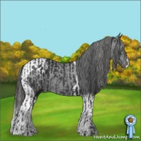 Horse Color:Black  and Black Tobiano Appaloosa 