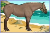 Horse Color:Liver Red Dun 