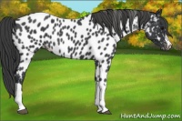 Horse Color:Blue Roan Near Leopard 