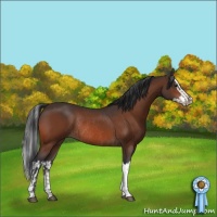 Horse Color:Bay Rabicano  and Bay Splash Rabicano 