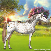 Horse Color:Chestnut Splash Appaloosa 