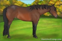 Horse Color:Bay Appaloosa 