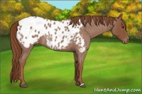 Horse Color:Red Roan Appaloosa 