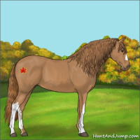 Horse Color:Chestnut 