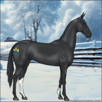 Horse Color:Black 
