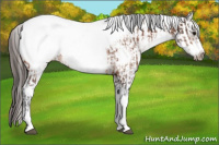 Horse Color:White Spotted Bay Frame Appaloosa Rabicano  and White Spotted Bay Splash Frame Appaloosa Rabicano 