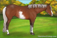 Horse Color:White Spotted Silver Bay Splash
