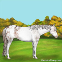 Horse Color:White Spotted Bay Frame Appaloosa Rabicano  and White Spotted Bay Frame Appaloosa Rabicano 