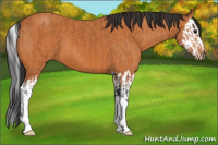 Horse Color:Bay  and Bay Splash 