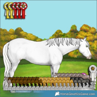 Horse Color:Silver Classic Champagne Dun Splash Tobiano Appaloosa Rabicano