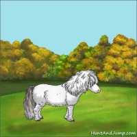 Horse Color:White Spotted Bay Appaloosa Rabicano  and White Spotted Brown Splash Appaloosa Rabicano 