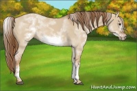 Horse Color:White Spotted Red Dun Frame 