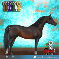 Horse Color:Brown Tobiano