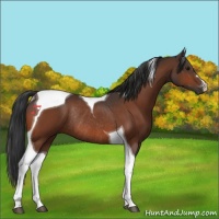 Horse Color:Bay Tobiano Rabicano 