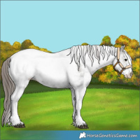 Horse Color:White Spotted Grullo Snowcap Rabicano  and White Spotted Grullo Snowcap Rabicano 