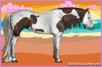 Horse Color:Gray Chestnut Splash Tobiano 