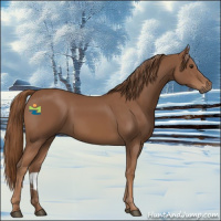 Horse Color:Chestnut 