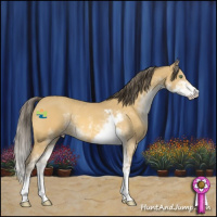 Horse Color:Amber Cream Champagne Sabino 