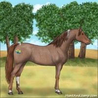 Horse Color:Red Roan Tobiano 