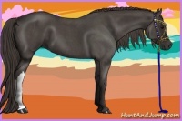 Horse Color:Smoky Blue Roan 