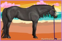 Horse Color:Smoky Blue Roan 