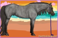 Horse Color:Smoky Blue Roan
