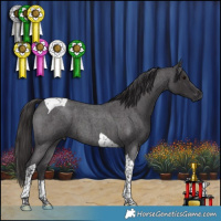 Horse Color:Smoky Blue Roan Tobiano