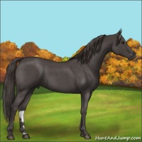 Horse Color:Smoky Blue Roan 