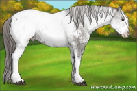 Horse Color:White Spotted Grullo Appaloosa Rabicano  and White Spotted Grullo Appaloosa 