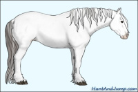 Horse Color:White Spotted Grullo Appaloosa Rabicano  and Gray White Spotted Grullo Appaloosa Rabicano 