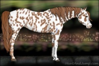 Horse Color:Chestnut Appaloosa