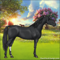Horse Color:Black 