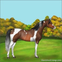 Horse Color:Bay Tobiano Rabicano 