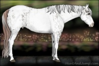 Horse Color:White Spotted Grullo Snowcap Rabicano  and White Spotted Classic Champagne Dun Snowcap Rabicano 