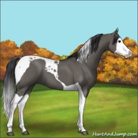 Horse Color:Grullo Splash Tobiano 