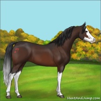 Horse Color:Bay Splash 